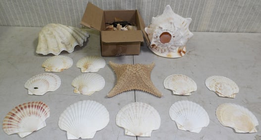 Lot Seashells