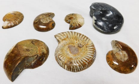 Lot Of Fossils