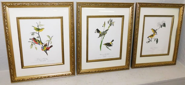Three Bird Prints by J.J. Audubon