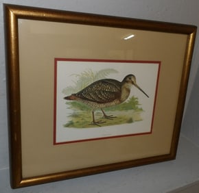 Framed Print of a Woodcock
