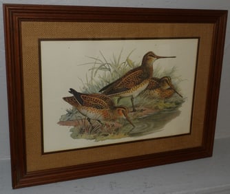 Framed Shore Bird Print
