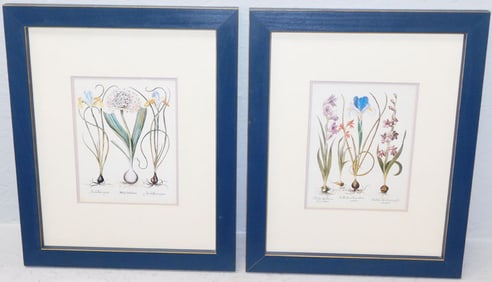 Pair of Framed Botanical Illustrations of Spanish Irises, Leeks, & Lillies