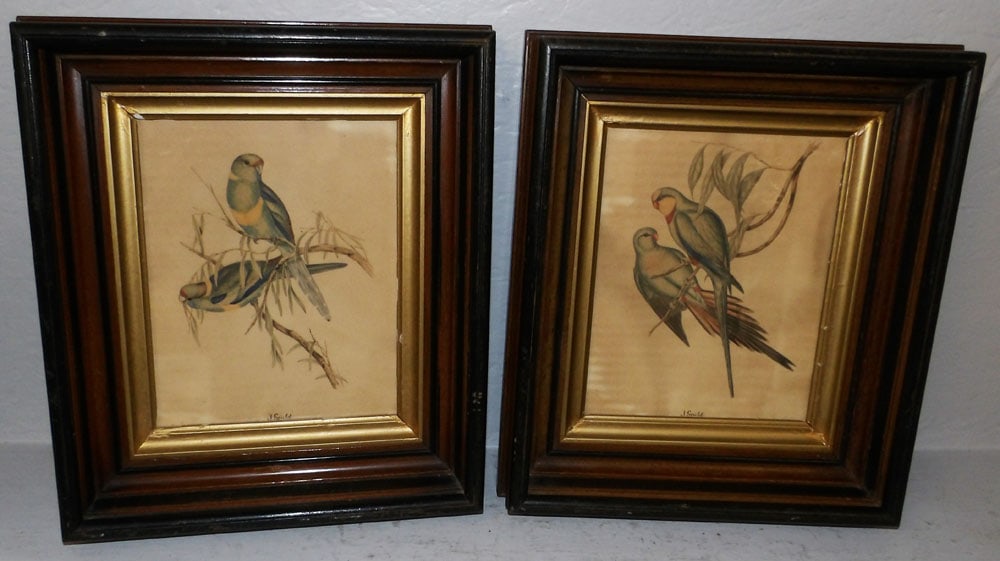 Pair of Antique J Gould Prints in Walnut Shadowbox Frames (1 of 6)