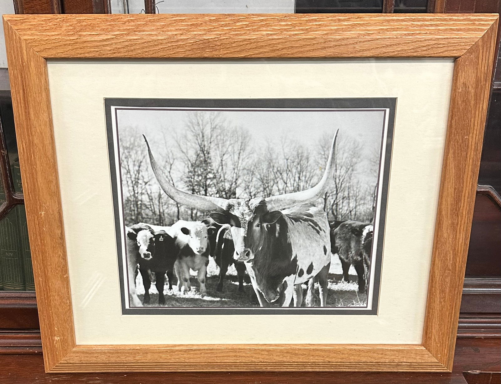 Framed Black & White Photo Print of Longhorn Steer Cows & Calves (1 of 2)