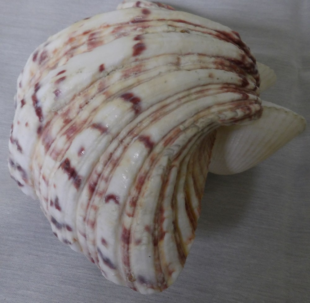 Lot Seashell Decorative Items - 7