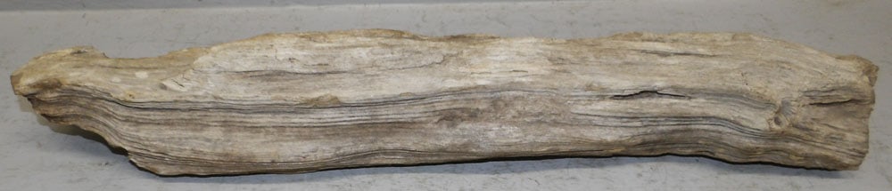 Two Rock Fossils - 2