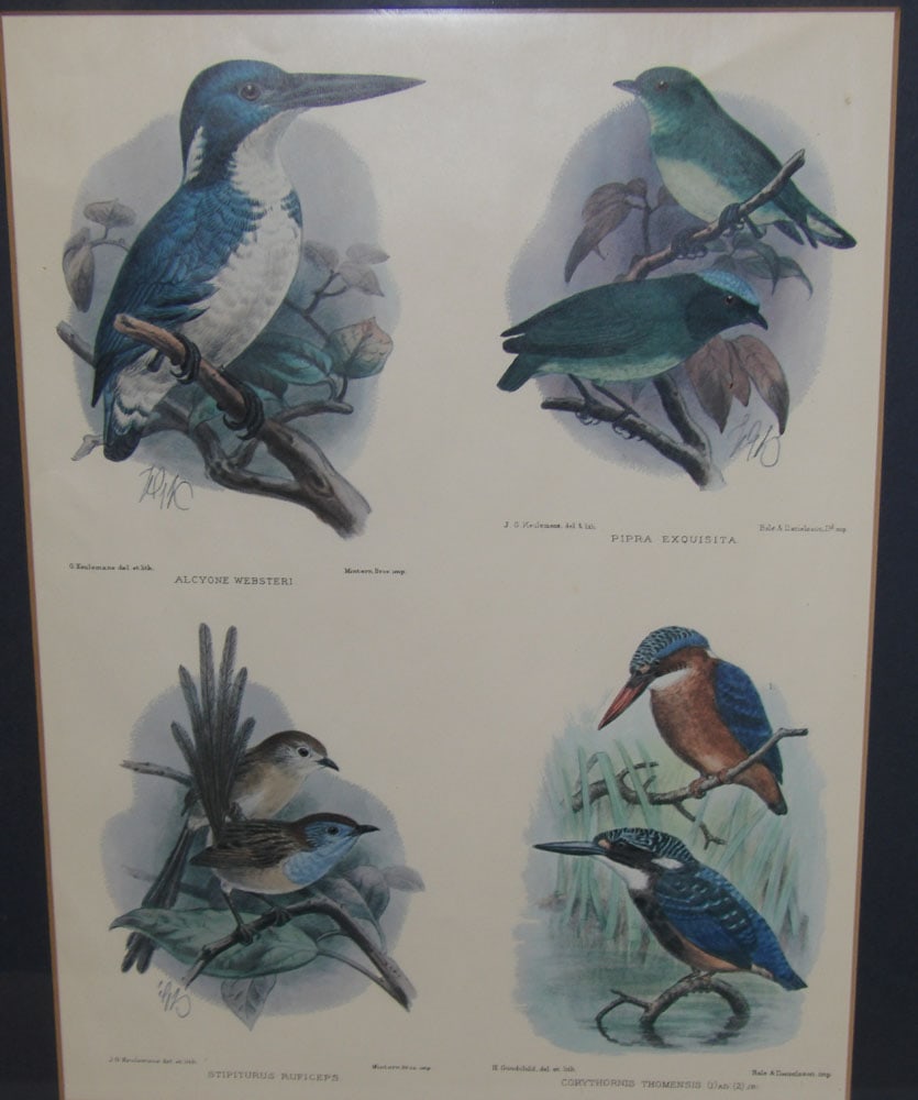Two Framed Bird Prints - 2
