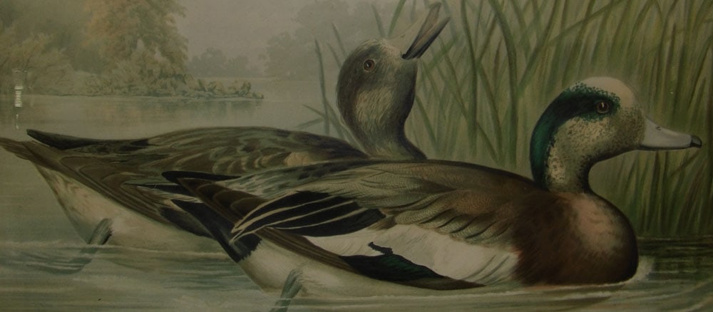 Framed Duck Print - 2