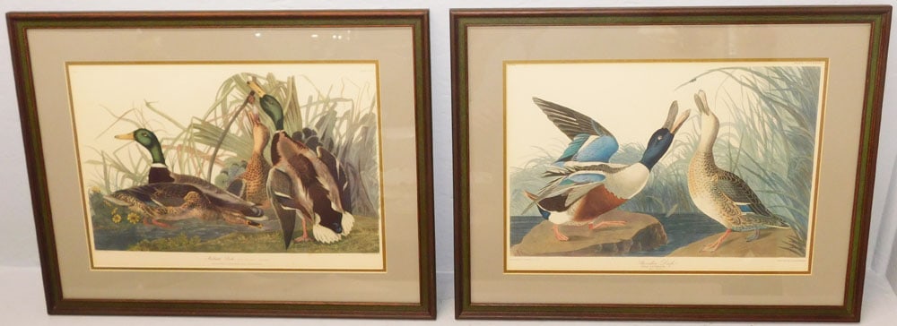 Two Framed Colored Audubon Engravings of Mallard Duck & Shoveller Duck: Two Framed Colored Audubon Engravings of Mallard Duck & Shoveller Duck. 19 1/2" x 24 1/2" ALL DESCRIPTIONS AND ANY CONDITION STATEMENT GIVEN BY LANGSTON AUCTION GALLERY ARE STRICTLY OPINIONS AND LANGS