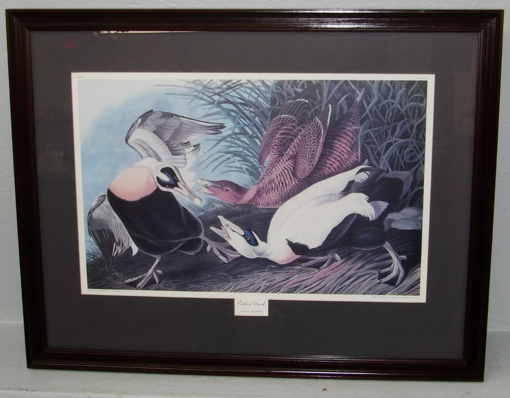Framed & Matted Colored Engraving Entitled Eider Duck: Framed & Matted Colored Engraving Entitled Eider Duck. 26 1/2" x 33 1/2" ALL DESCRIPTIONS AND ANY CONDITION STATEMENT GIVEN BY LANGSTON AUCTION GALLERY ARE STRICTLY OPINIONS AND LANGSTON'S SHALL