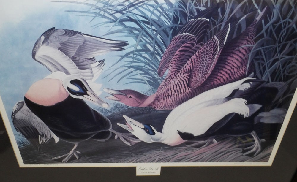 Framed & Matted Colored Engraving Entitled Eider Duck - 2