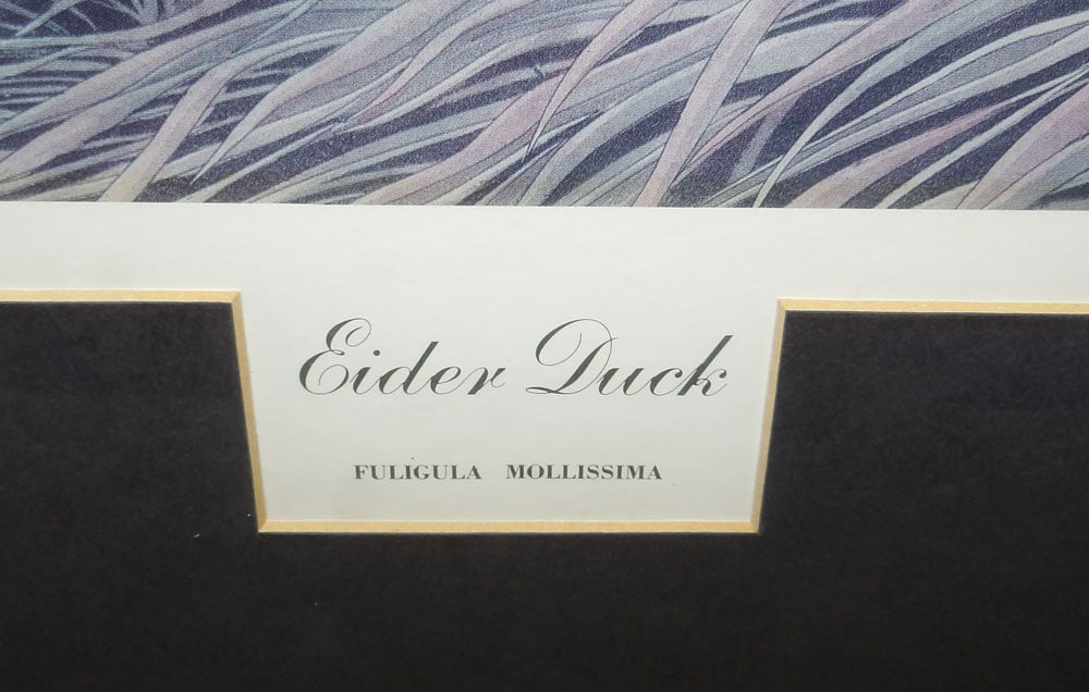 Framed & Matted Colored Engraving Entitled Eider Duck - 3