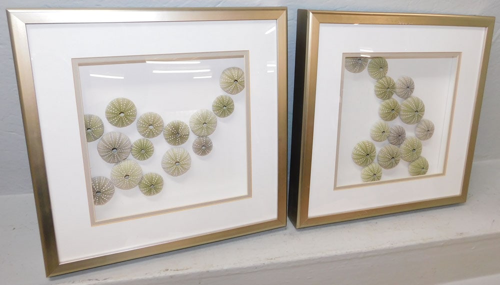 Pair of Framed Enclosed Urchin Seashell Collages: Pair of Framed Enclosed Urchin Seashell Collages. 16 1/4" x 16 1/4" ALL DESCRIPTIONS AND ANY CONDITION STATEMENT GIVEN BY LANGSTON AUCTION GALLERY ARE STRICTLY OPINIONS AND LANGSTON'S SHALL HAVE NO RE