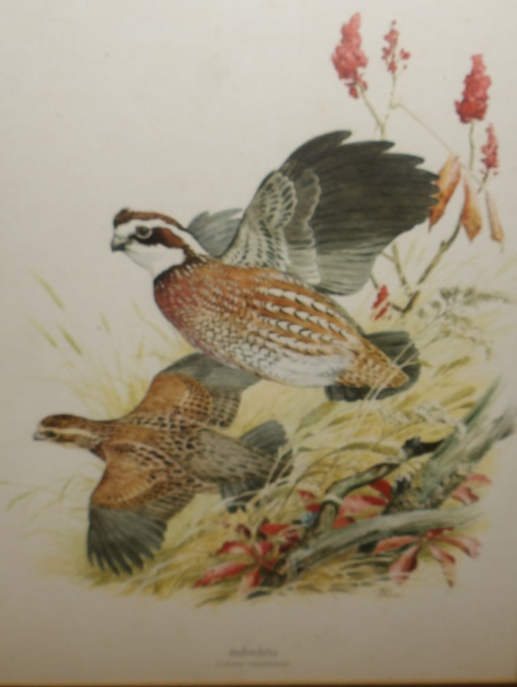 Seven Framed Bird Prints - 11