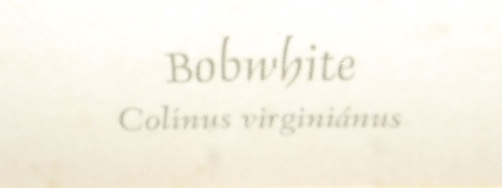 Seven Framed Bird Prints - 12