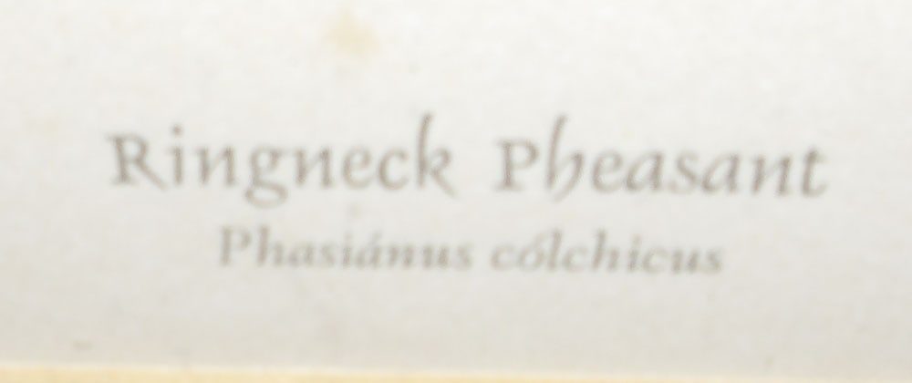 Seven Framed Bird Prints - 9