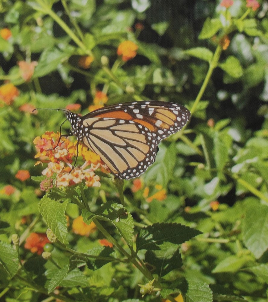 Framed Print on Canvas - 2