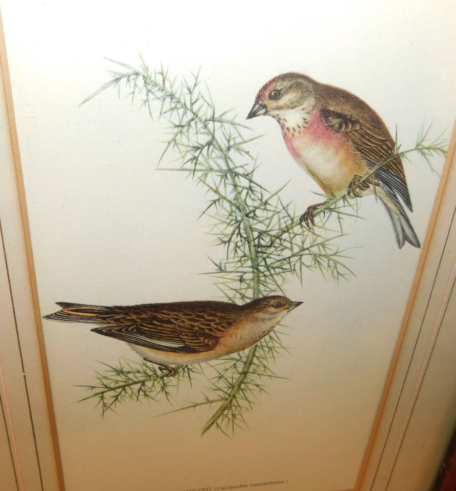 Two Birds Eye Maple Framed Bird Prints  - 2