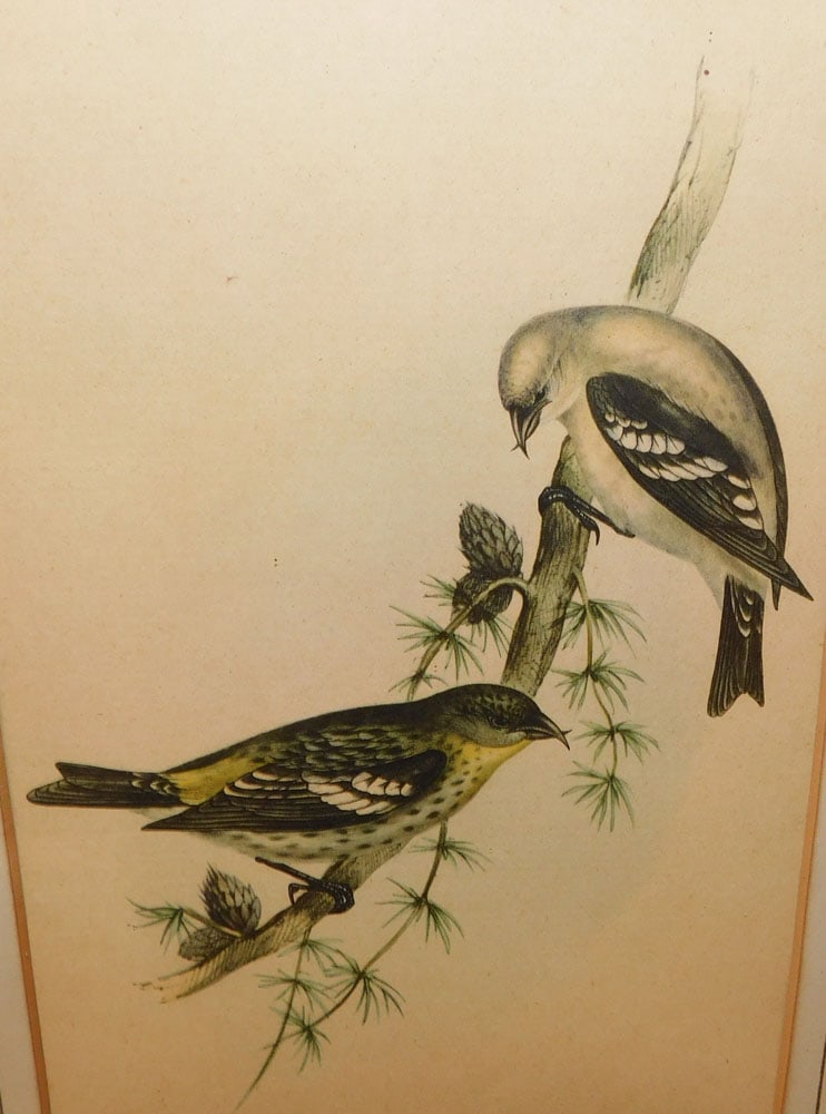 Two Birds Eye Maple Framed Bird Prints  - 4