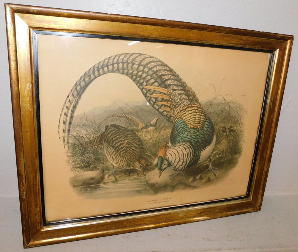 Framed Hand Colored Engraving "Lady Amhearst Pheasant": Framed Hand Colored Engraving "Lady Amhearst Pheasant". 21 3/4" x 27 3/4" ALL DESCRIPTIONS AND ANY CONDITION STATEMENT GIVEN BY LANGSTON AUCTION GALLERY ARE STRICTLY OPINIONS AND LANGSTON'S SHALL HAVE