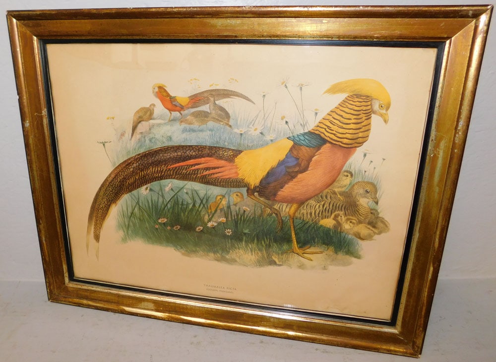 Framed Hand Colored Engraving of a Golden Pheasant: Framed Hand Colored Engraving of a Golden Pheasant. 22" x 27 3/4" ALL DESCRIPTIONS AND ANY CONDITION STATEMENT GIVEN BY LANGSTON AUCTION GALLERY ARE STRICTLY OPINIONS AND LANGSTON'S SHALL HAVE NO RESP