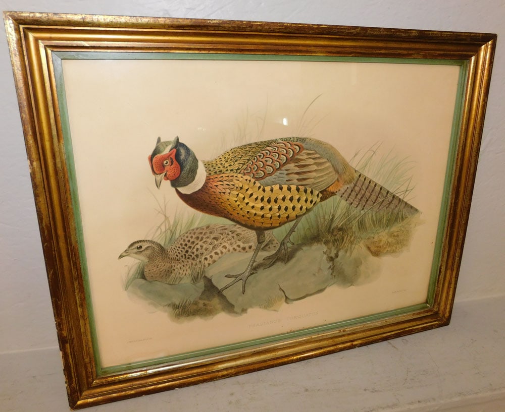 Framed Hand Colored Engraving "Phasianus Torquatus": Framed Hand Colored Engraving "Phasianus Torquatus". 21 3/4" x 27 1/2" ALL DESCRIPTIONS AND ANY CONDITION STATEMENT GIVEN BY LANGSTON AUCTION GALLERY ARE STRICTLY OPINIONS AND LANGSTON'S SHALL HAVE NO