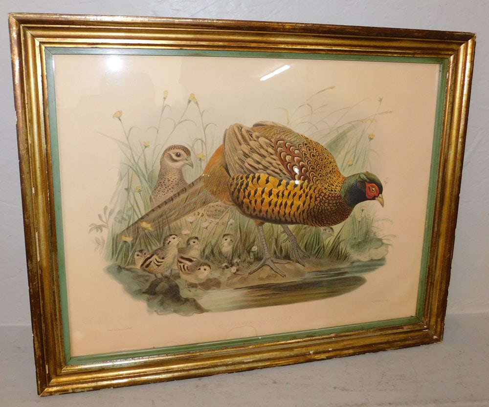 Framed Hand Colored Engraving "Phasianus Colchicus": Framed Hand Colored Engraving "Phasianus Colchicus". 21 3/4" x 27 1/2" ALL DESCRIPTIONS AND ANY CONDITION STATEMENT GIVEN BY LANGSTON AUCTION GALLERY ARE STRICTLY OPINIONS AND LANGSTON'S SHALL HAVE NO