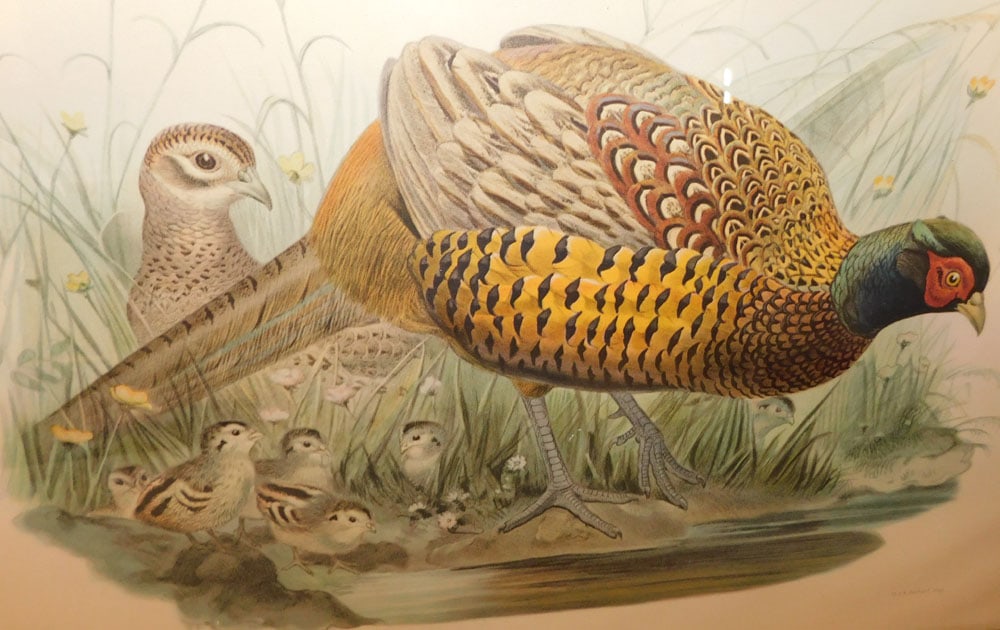 Framed Hand Colored Engraving "Phasianus Colchicus" - 2