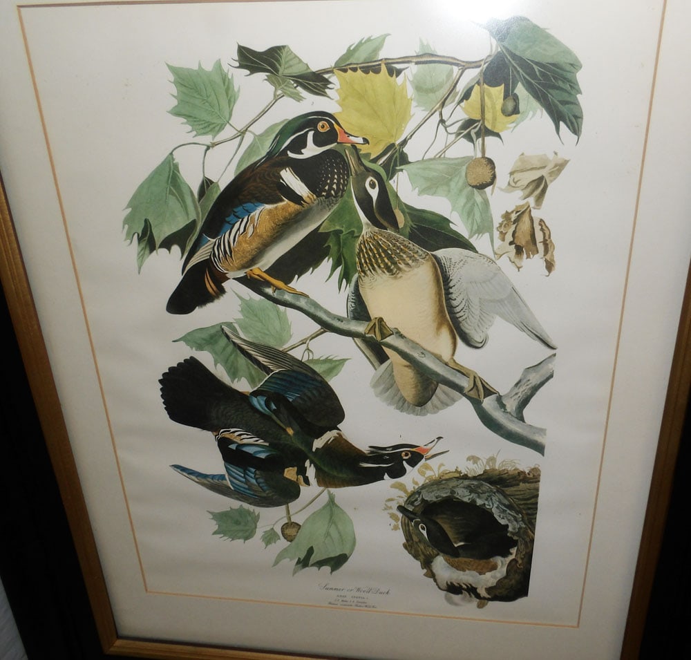 Three Framed Bird Prints - 4