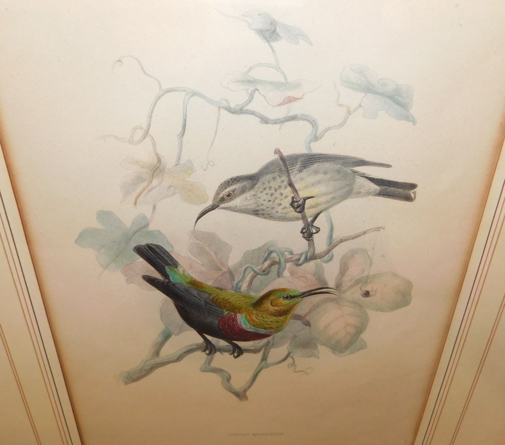 Two Framed Hand Colored Bird Engravings - 2