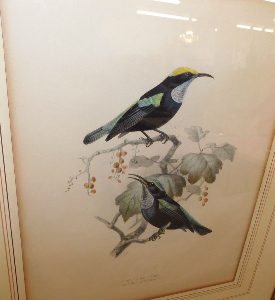 Two Framed Hand Colored Bird Engravings - 3