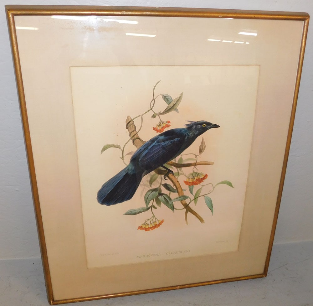 Framed Hand Colored Bird Engraving "Manucodia Keraudreni": Framed Hand Colored Bird Engraving "Manucodia Keraudreni". 28 1/4" x 24 1/2" ALL DESCRIPTIONS AND ANY CONDITION STATEMENT GIVEN BY LANGSTON AUCTION GALLERY ARE STRICTLY OPINIONS AND LANGSTON'S SHALL H