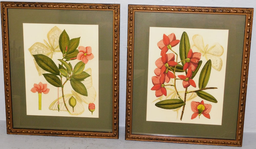 Pair of Framed Botanical Floral & Butterfly Prints: Pair of Framed Botanical Floral & Butterfly Prints . 19 1/2" x 16 3/4" ALL DESCRIPTIONS AND ANY CONDITION STATEMENT GIVEN BY LANGSTON AUCTION GALLERY ARE STRICTLY OPINIONS AND LANGSTON'S SHALL HAVE