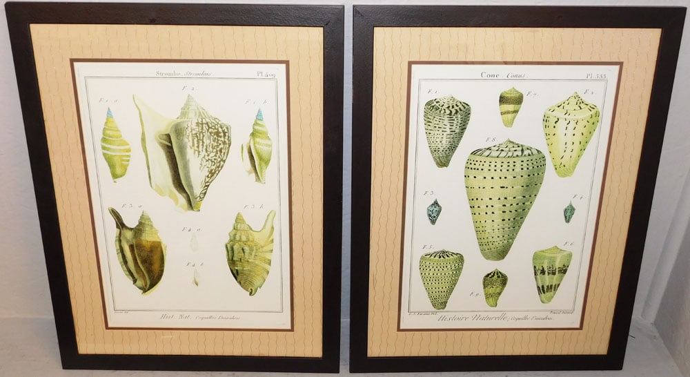 Pair of Framed Seashell Prints: Pair of Framed Seashell Prints . 24 1/4" x 18 1/2" ALL DESCRIPTIONS AND ANY CONDITION STATEMENT GIVEN BY LANGSTON AUCTION GALLERY ARE STRICTLY OPINIONS AND LANGSTON'S SHALL HAVE NO RESPONSIBILITY FOR