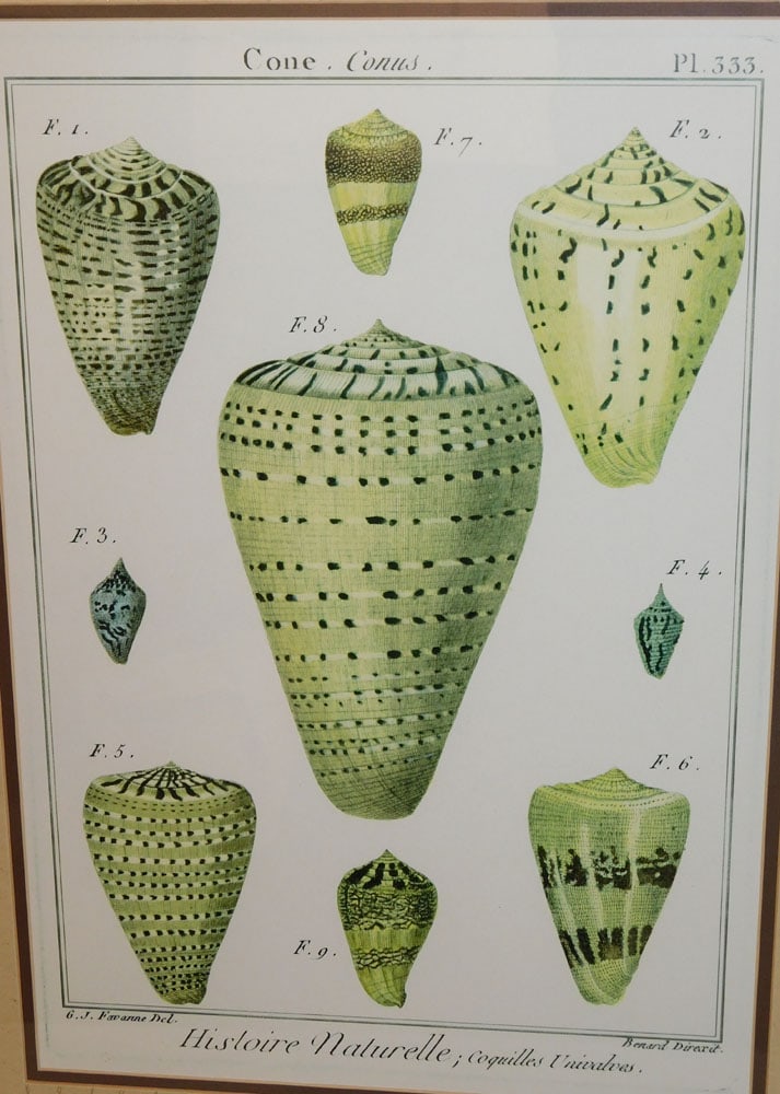 Pair of Framed Seashell Prints - 2