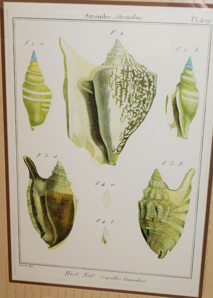 Pair of Framed Seashell Prints - 3