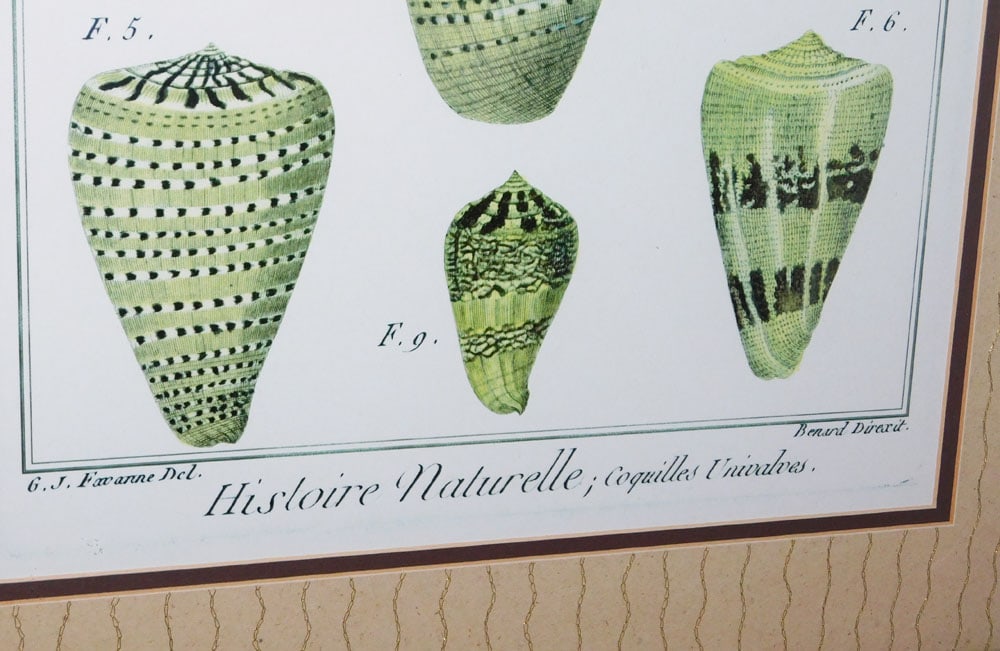 Pair of Framed Seashell Prints - 4