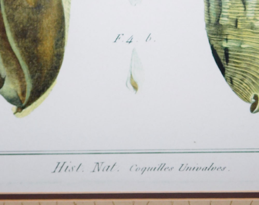 Pair of Framed Seashell Prints - 5