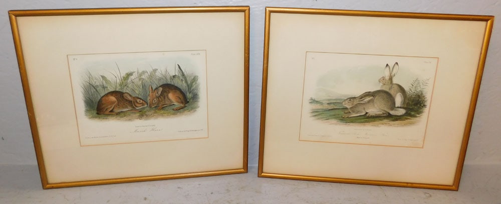 Two Bunny Prints by J.J. Audubon: Two Bunny Prints by J.J. Audubon. 12 1/2" x 14 1/2" ALL DESCRIPTIONS AND ANY CONDITION STATEMENT GIVEN BY LANGSTON AUCTION GALLERY ARE STRICTLY OPINIONS AND LANGSTON'S SHALL HAVE NO RESPONSIBILITY FOR