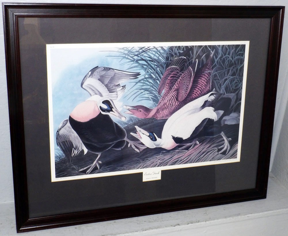Framed Colored Engraving by JJ Audubon Entitled "Eider Duck": Framed Colored Engraving by JJ Audubon Entitled "Eider Duck". 26 1/2" X 33 1/2" ALL DESCRIPTIONS AND ANY CONDITION STATEMENT GIVEN BY LANGSTON AUCTION GALLERY ARE STRICTLY OPINIONS AND LANGSTON'S SHAL