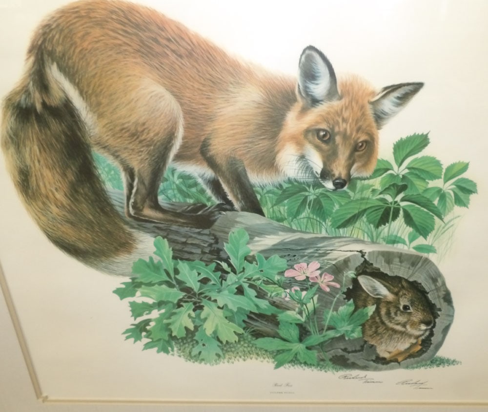 Large Framed Print Entitled "Red Fox" - 2