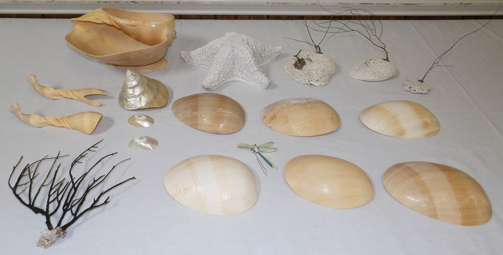 Lot of Seashells: Lot of Seashells . Up to 5" H 9 1/2" W "ALL DESCRIPTIONS AND ANY CONDITION STATEMENT GIVEN BY LANGSTON AUCTION GALLERY ARE STRICTLY OPINIONS AND LANGSTON'S SHALL HAVE NO RESPONSIBILITY FOR ERRORS OR