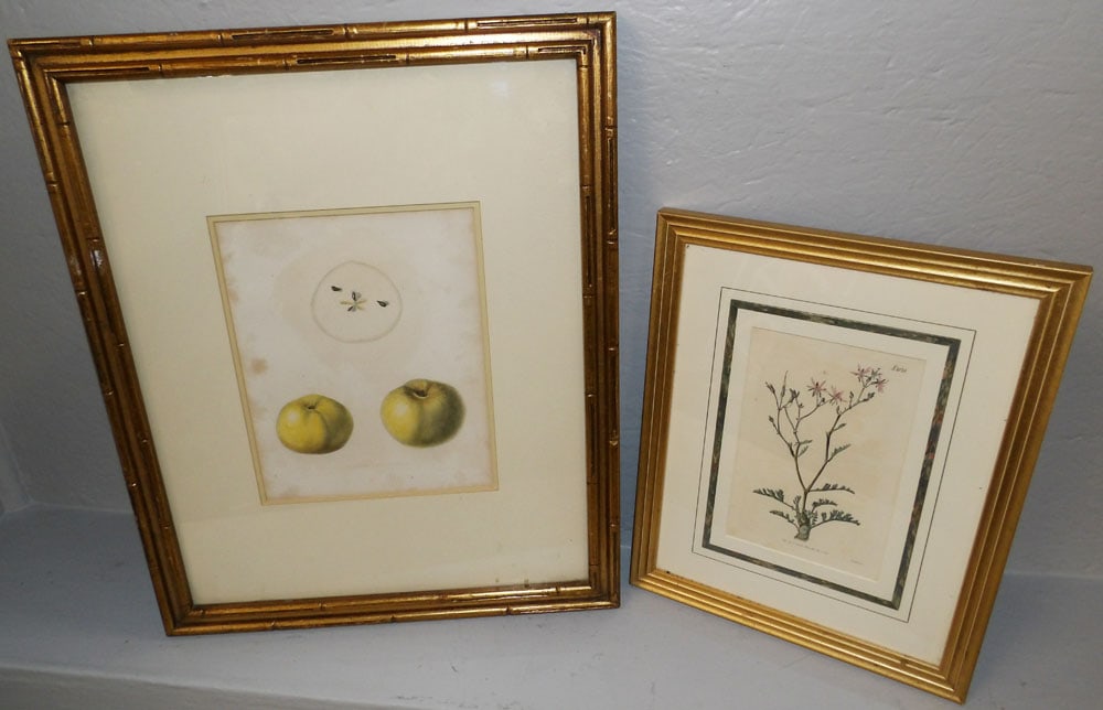 Two Framed Botanical Prints: Two Framed Botanical Prints . Up to 22" x 18" "ALL DESCRIPTIONS AND ANY CONDITION STATEMENT GIVEN BY LANGSTON AUCTION GALLERY ARE STRICTLY OPINIONS AND LANGSTON'S SHALL HAVE NO RESPONSIBILITY FOR ERRO