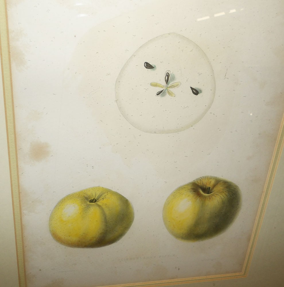 Two Framed Botanical Prints - 2