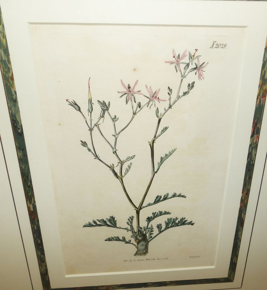 Two Framed Botanical Prints - 3