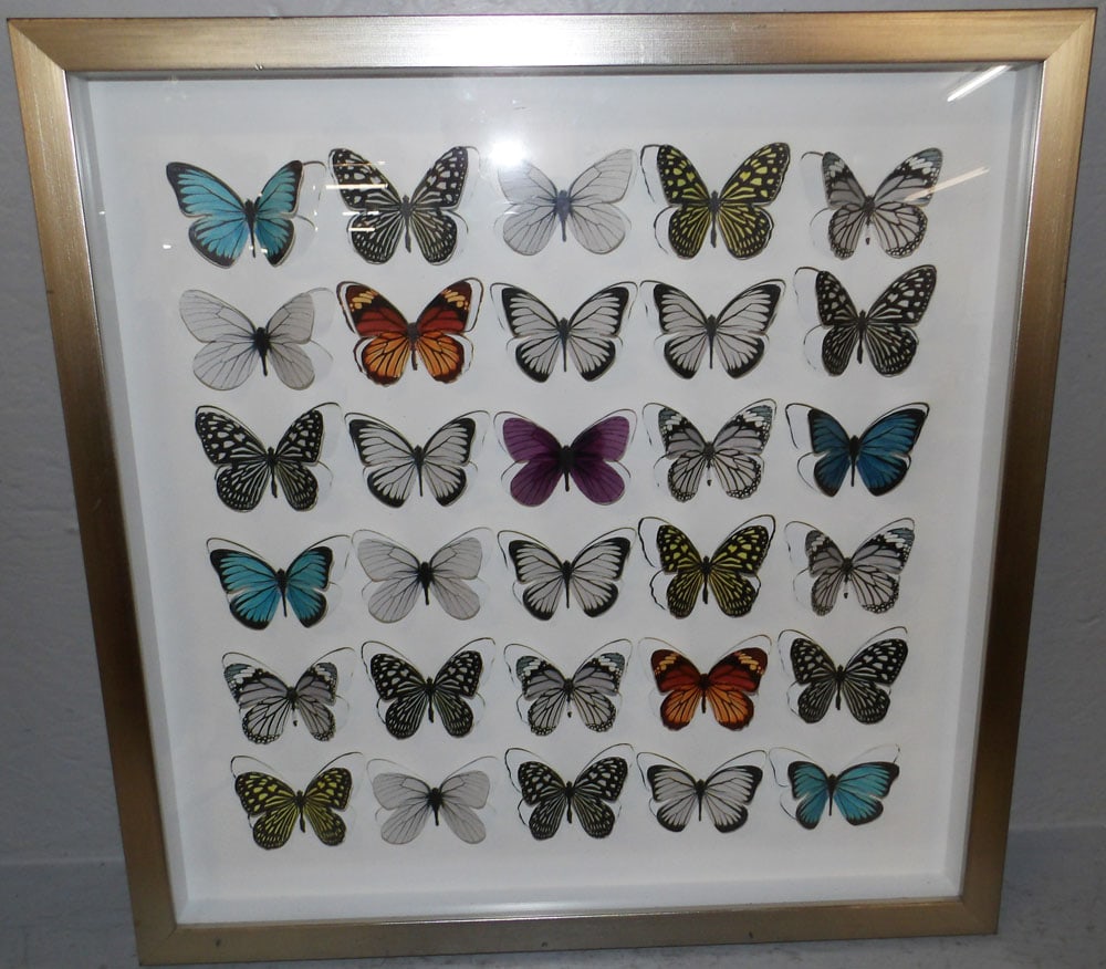 Framed Butterfly Collage in Enclosed Frame (1 of 4)