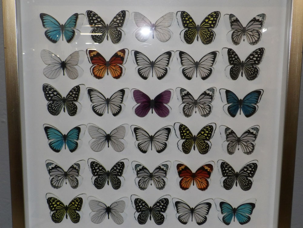 Framed Butterfly Collage in Enclosed Frame - 2