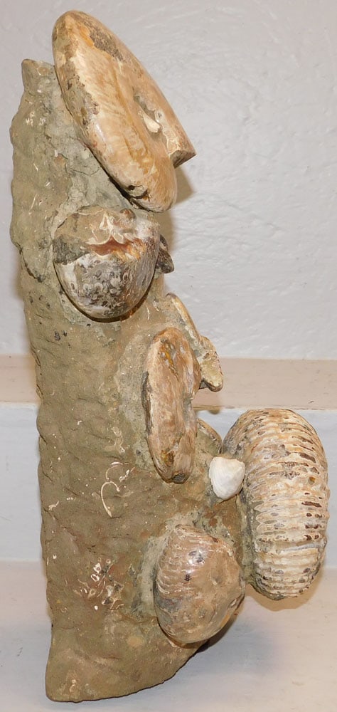 Seashell Form Stone Fossil Element - 2