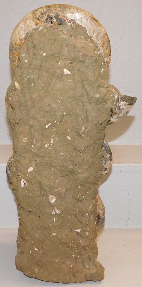 Seashell Form Stone Fossil Element - 3