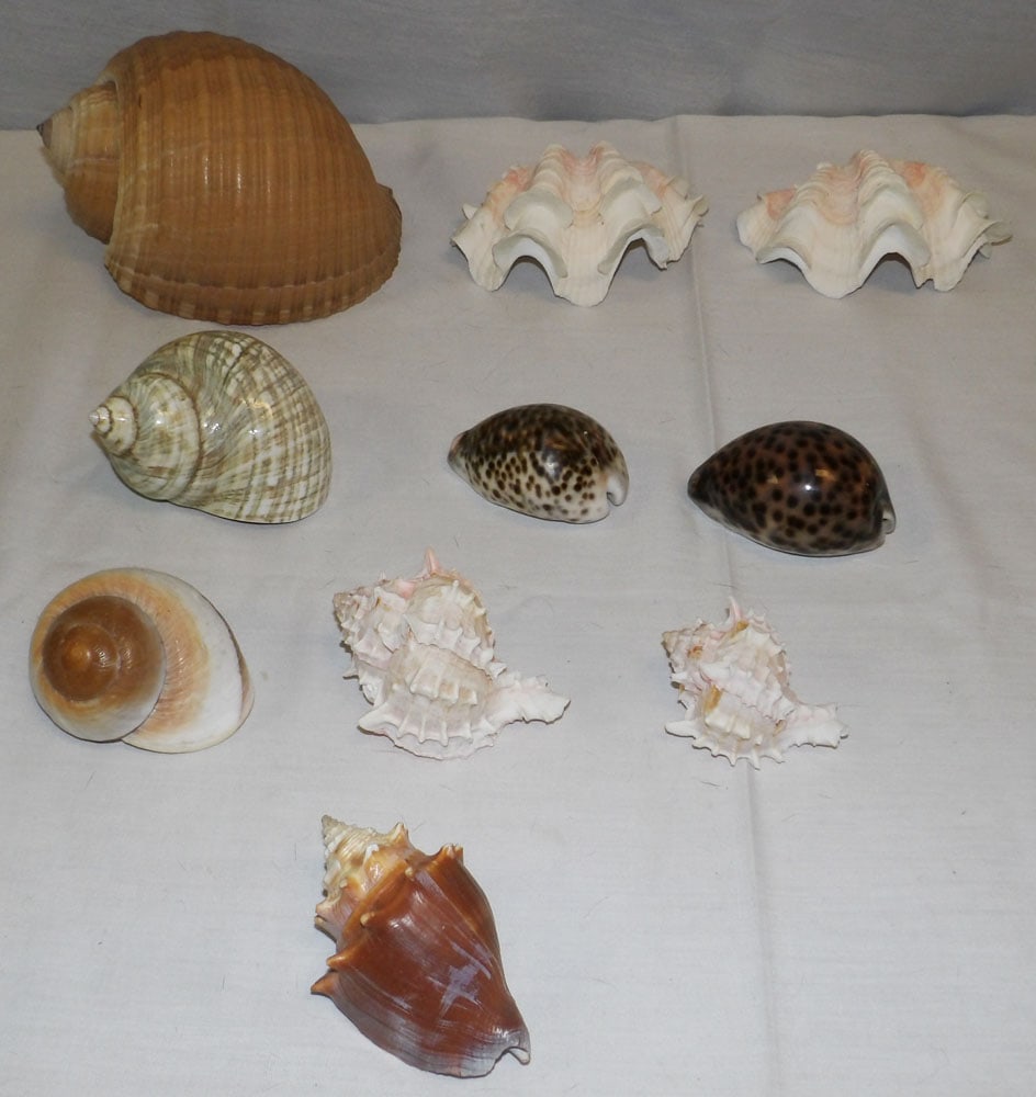 Lot of Seashells (1 of 2)